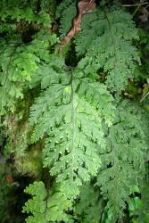 Hymenophyllum scabrum. Fertile fronds growing on a bank.  
 Image: L.R. Perrie © Leon Perrie 2007 CC BY-NC 3.0 NZ